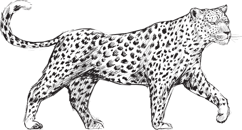 Leopard texture