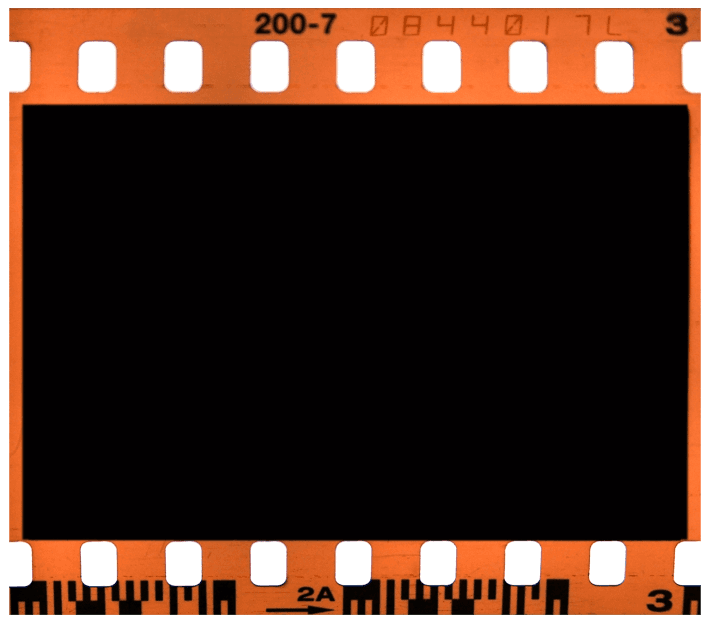 zebra texture
